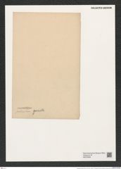 Amphitetras producta Grev. (de-Toni-Nr.: Genus 137, Species 3612) Zeichnungen Sammlung Grunow (NHMW-BOT-W0376069)